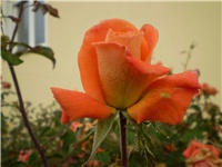 4a097df9-Picture 3516.jpg
